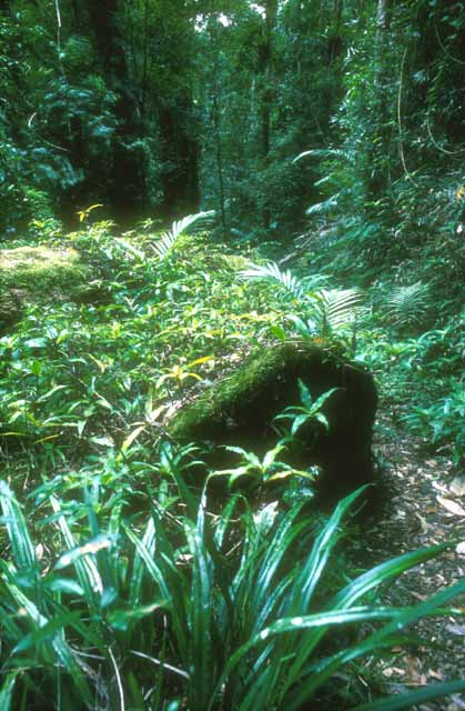 Australia  -  Binna Burra Sub-tropical Rain Forest - 1