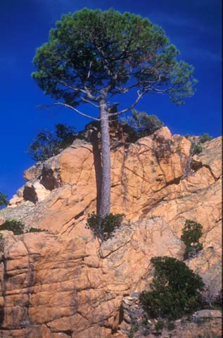 Corsica  -  Tree