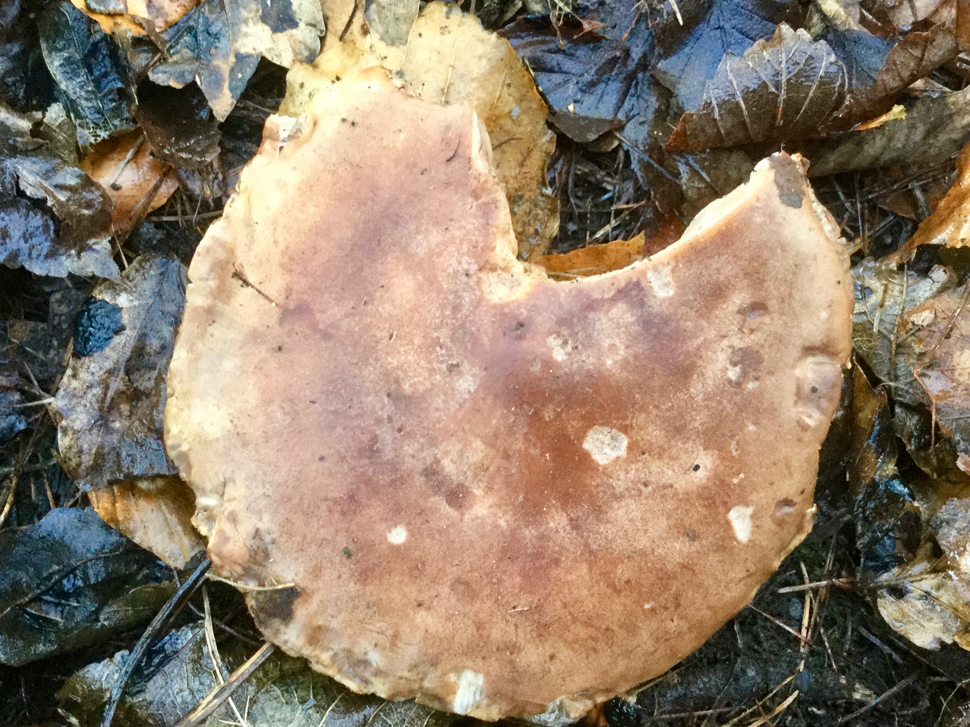 Mortonhall Fungi - 2 Feb 2020 - Photo 49