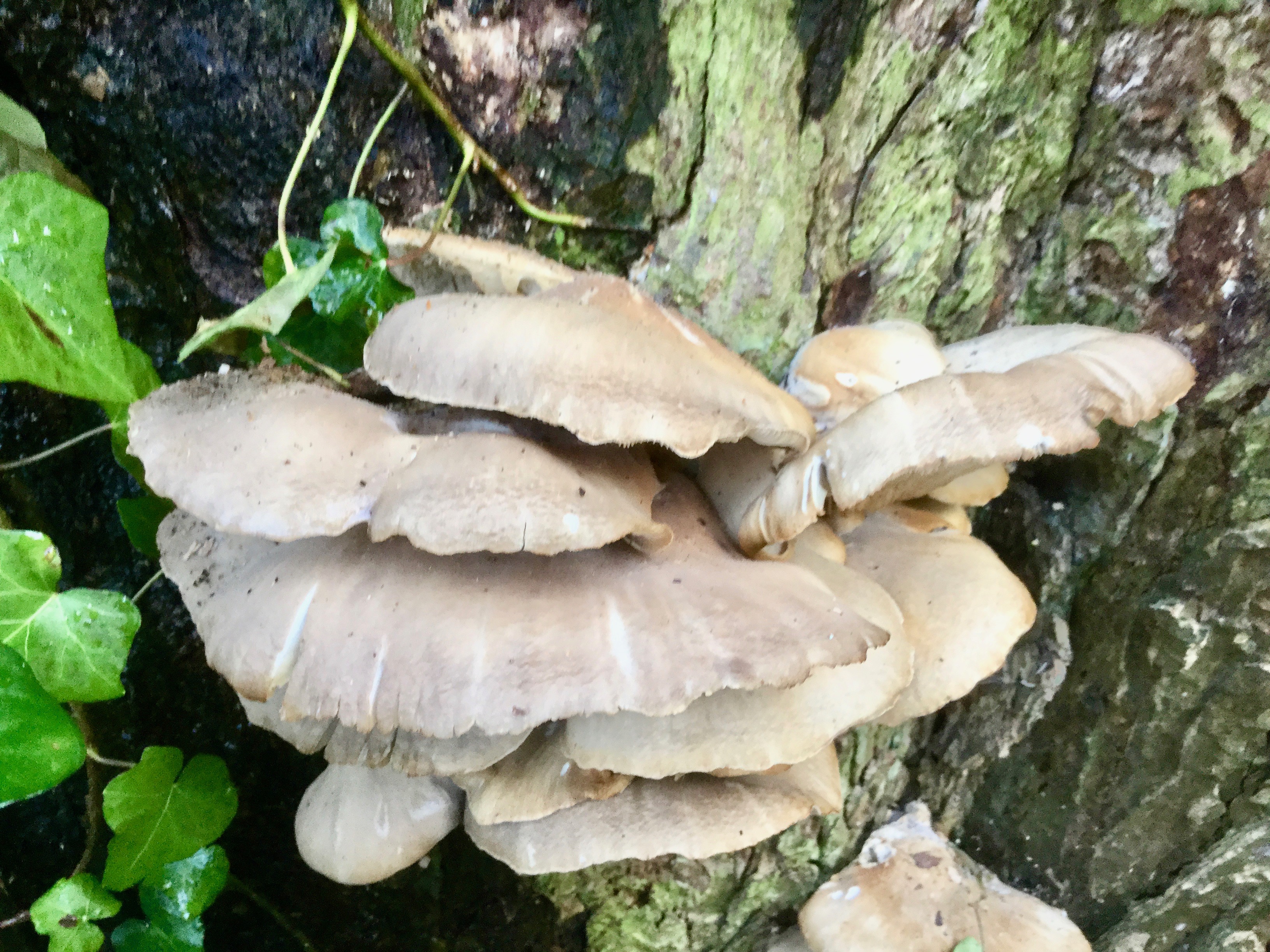 Mortonhall Fungi - 2 Feb 2020 - Photo 57