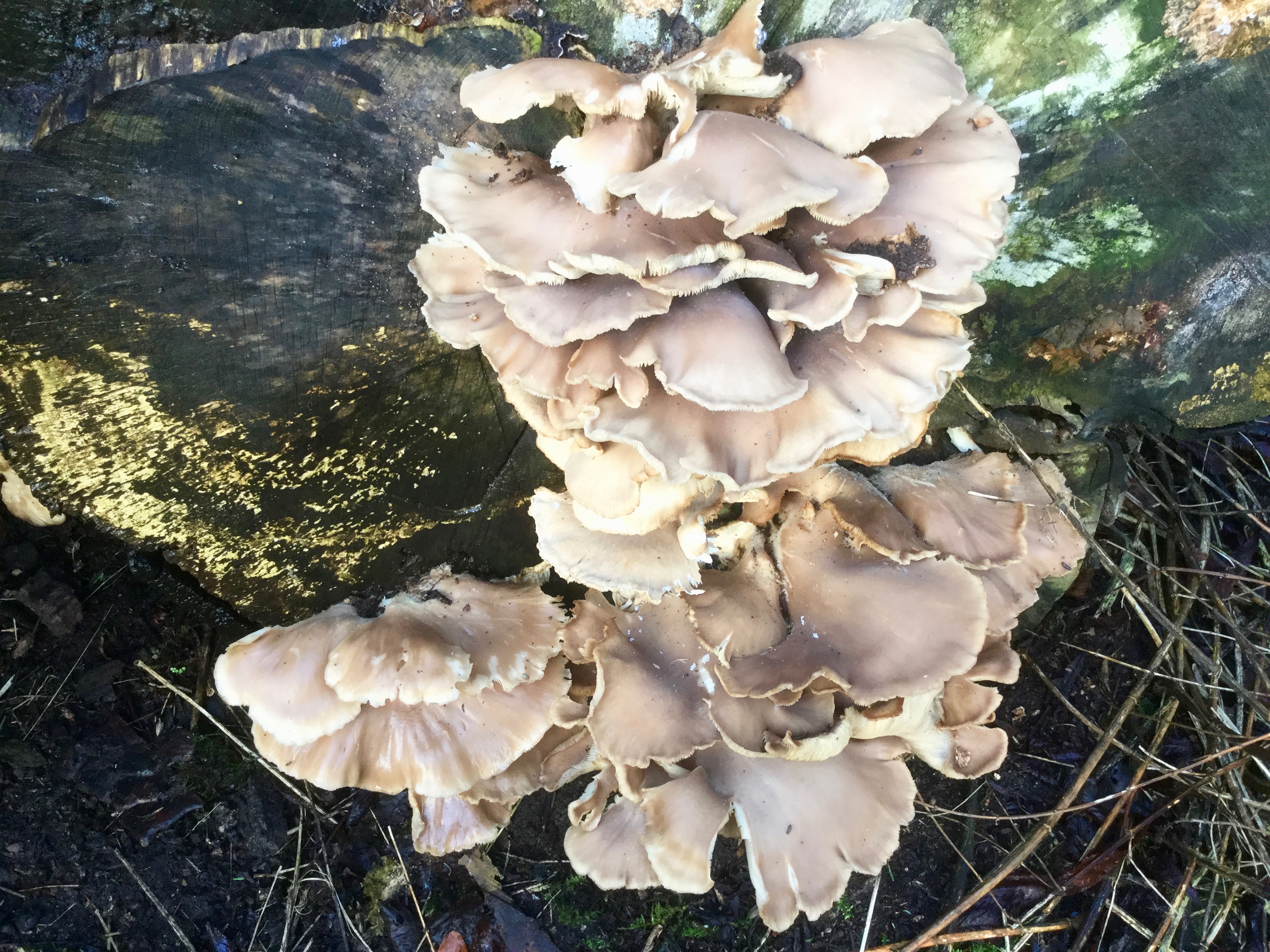 Mortonhall Fungi - 2 Feb 2020 - Photo 65