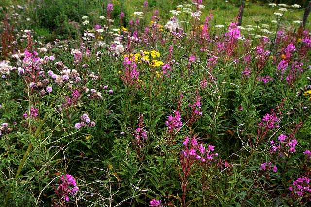 Wild Flowers at Gogar Junction  -  July 2010