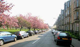 Harrison Gardens with Cherry Trees in bloom  -  along the NW edge of the western side of Harrison Park  -  May 2008