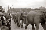 Elephant Procession, Princes Street, around 1952
