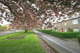 Warriston Road, leading from Ferry Road to Canonmills  -  Cherry Blossom  -  May 2008