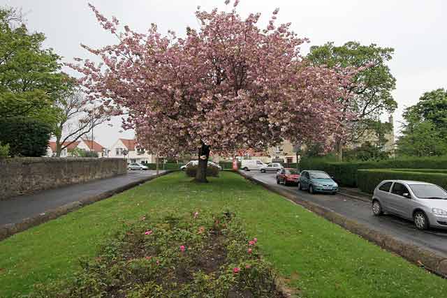 Warriston Road, leading from Ferry Road to Canonmills  -  Cherry Blossom  -  May 2008