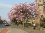 West Saville Terrace, Blackford  -  Beside the Reid Memorial Church  -  Cherry Blossom  -  May 2008